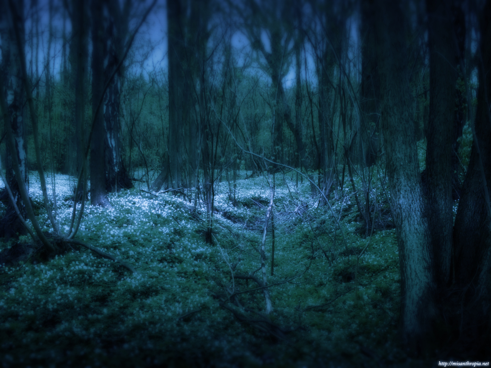Ночь в запретном лесу последняя версия мод. «Зачарованный лес» («Enchanted Forest»). «Ночь в лесу». Ужасы ночного леса. Заколдованный лес ночью.